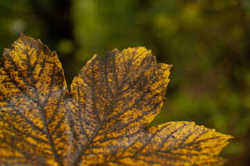 autumn leaves on the tree