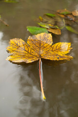 autumn leaves in water