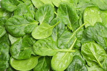 Young Spinach Leaves Texture