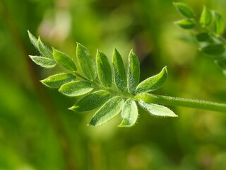 Serradella (Ornithopus sativus)