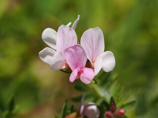 Obraz premium Serradella (Ornithopus sativus)