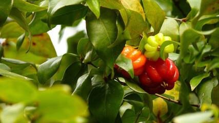 Closeup shot of blooming Surinamese cherries with a fresh tree foliage