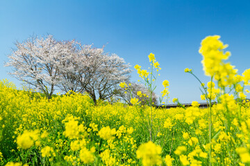 桜と菜の花
