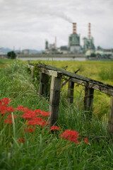 彼岸花と工場