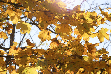 yellow autumn leaves up close