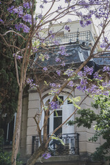 Jacarandá