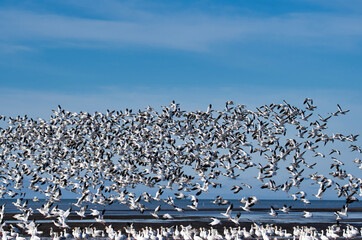 Big flock of Snow geese flying in the air.     Richmond BC Canada
