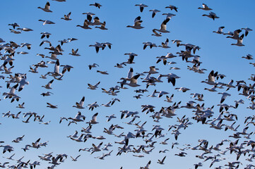 The blue sky filled with a huge flock of snow geese.     Richmond BC Canada
