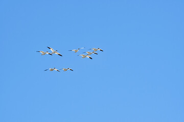 A flock of Snow geese flying in the blue sky.   Richmond BC Canada
