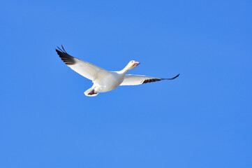 Snow goose flying in the blue sky.   Richmond BC Canada
