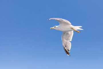 Möve fliegend am blauen Himmel am Meer in Kroatien