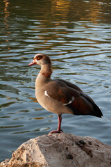 Nile goose on the lake shore