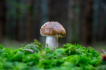 Amanita excelsa var. spissa (Grey Spotted Amanita) mushroom growing in the woods