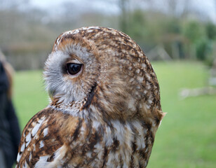 Close up of the side of the head of a brown tawny owl (strix aluco)