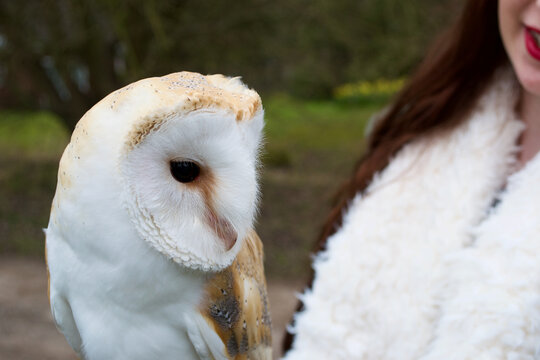 White fluffy barn owl (tyto alba) being handled by a falconer wearing a matching white fluffy scarf