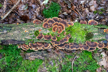 Turkey tail mushrooms (Trametes versicolor) growing on a log