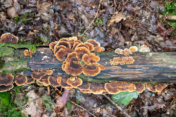 Turkey tail mushrooms (Trametes versicolor) growing on a log