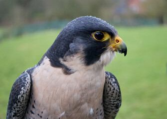 Close up of a beautiful blue-grey peregrine falcon (falco peregrinus). Raindrops bead on its feathers as it poses. Sharp yellow beak and intense eyes