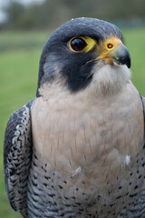 Close up of a beautiful blue-grey peregrine falcon (falco peregrinus). Raindrops bead on its...
