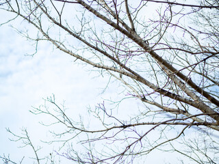 Fototapeta na wymiar 葉が落ちた桜の枝