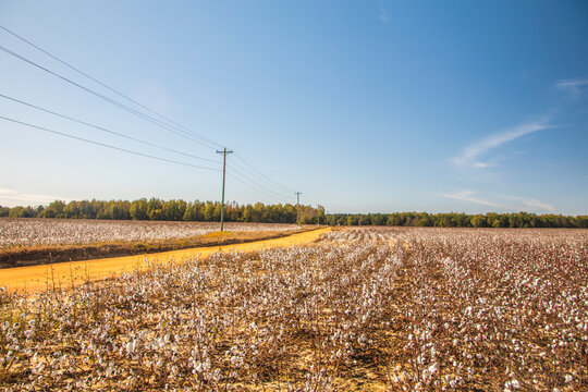 Cotton farm land  power lines and dirt road in the Fall