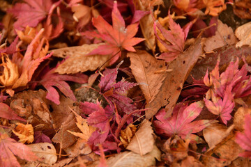 敷き詰められた落葉