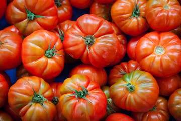 Top view of ripe tomatoes. Organic garden vegetables. Harvest  and healthy food concept.