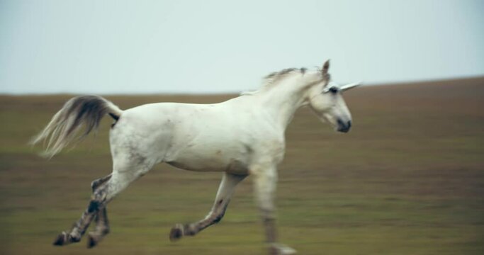 White unicorn is running in the field on the hills, mythological animal, 4k