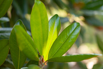 Obraz premium Young green leaves of the plant close up with blurry background, used as a background or texture, soft focus