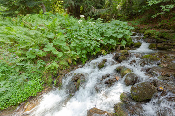 A small mountain stream with stones covered with moss flows past the green grass