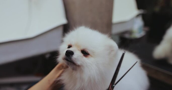 White little dog obediently sits during the haircut.