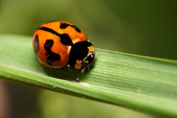 Ladybird Beetle (Coccinella transversalis)