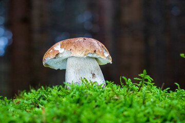 Boletus edulis (king bolete) mushroom growing in the woods