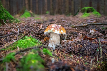 Boletus edulis (king bolete) mushroom growing in the woods