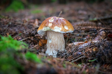 Boletus edulis (king bolete) mushroom growing in the woods