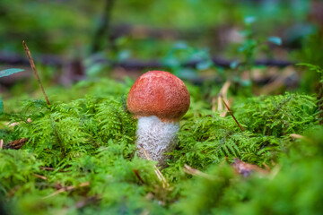 Leccinum mushroom growing in moss