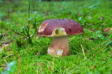 Bolete mushroom growing in moss