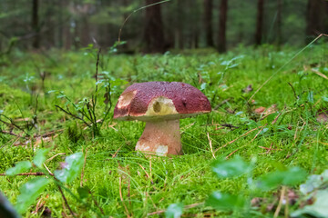 Bolete mushroom growing in moss