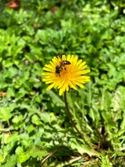 abelha em flor de Serralha