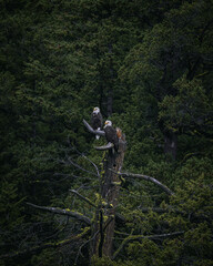 Bald Eagles