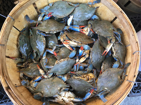 wicker basket with fresh blue crabs.