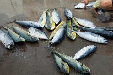 Whole fresh tuna and mahi mahi fish. Wild caught fish.