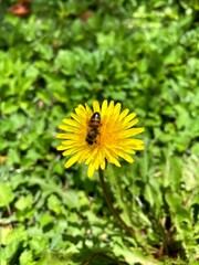 bee on flower