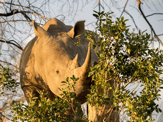 Rhino in Sabi Sabi