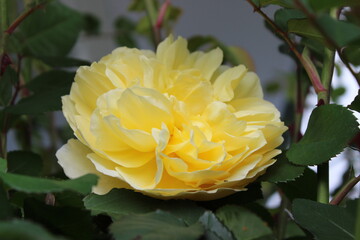 Yellow rose 'Graham Thomas' bred by David Austin