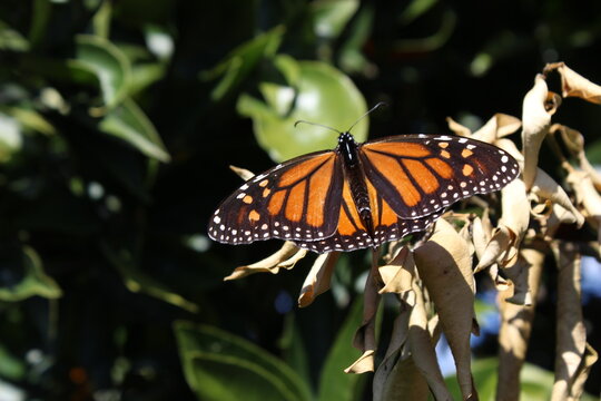 Monarch butterfly on dead leaves