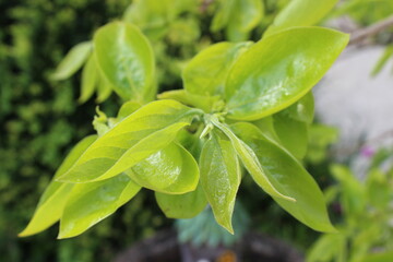 New leaves on a persimmon tree