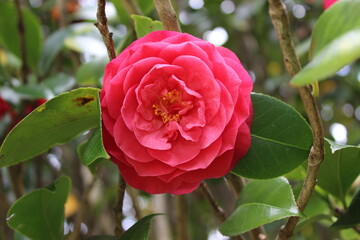Pink camellia flower