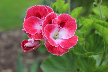 Pink and white geranium
