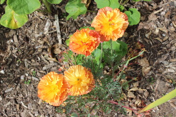 Orange flowers in bark garden